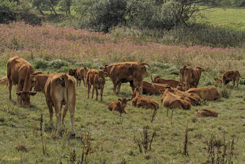 Hausrind_Bos-taurus_20150902_0010_B_HDR-ausgewog_Web.jpeg