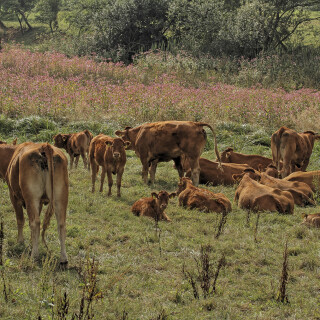 Hausrind_Bos-taurus_20150902_0010_B_HDR-ausgewog_Web