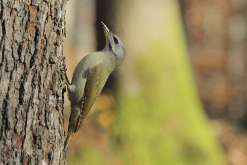 Grauspecht, Picus canus, Grey-headed woodpecker

Aufnahmeort:	Odenwald	
Kamera:	Canon	EOS 7D
Objektiv:	Canon 	EF 100-400mm
Stativ		
		
# 00226

© Alle von mir veröffentlichten Bilder unterliegen dem Urheberrecht und dürfen ohne meine schriftliche Genehmigung nicht verwendet werden.