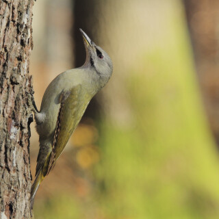 Grauspecht_Picus-canus_20211111_0006_B_Web