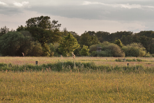 Abendstimmung im NSG Ilkerbruch, Evening mood in the Ilkerbruch nature reserve

Aufnahmeort:	Niedersachen	
Kamera:	Canon	EOS 60D
Objektiv:	Canon 	EF 100-400mm
Stativ		
		
# 00227

© Alle von mir veröffentlichten Bilder unterliegen dem Urheberrecht und dürfen ohne meine schriftliche Genehmigung nicht verwendet werden.