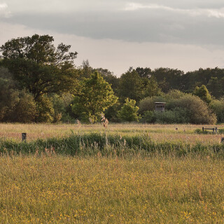 Naturschutzgebiet-Ilkerbruch_20130604_0001_B_F-weich-Kontrast_Web