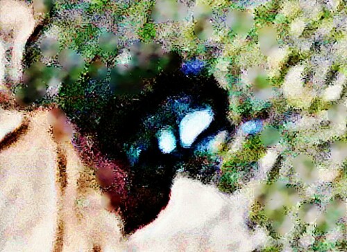 K800_Gemeiner-MistkaferGeotrupes-stercorariusL.-1758_upscayl_1x_ultrasharp.jpeg