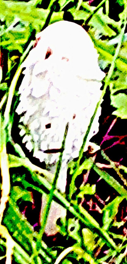 K800_SchopftintilingCoprinus-comatusO.-F.-Muller-Fr.Pers._upscayl_1x_ultrasharp.jpeg