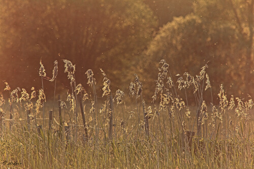 Spaetsommerabend_20130604_0001_B_F-Strukt-hell_Web.jpeg