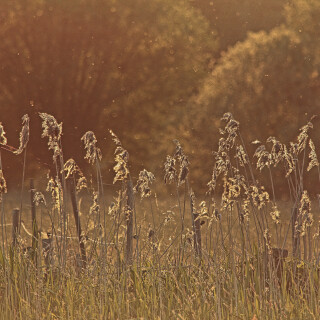 Spaetsommerabend_20130604_0001_B_F-Strukt-hell_Web
