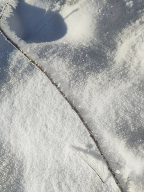 Spur im Schnee