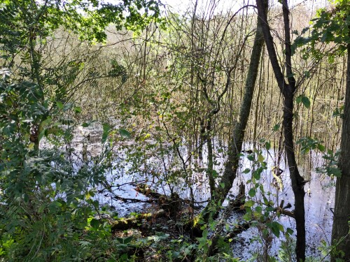 Rund um das Zwillbrocker Venn gibt es artenreiche Auwälder