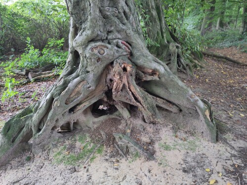 Eine beeindruckende Baumwurzel an einer Buche in Nottuln