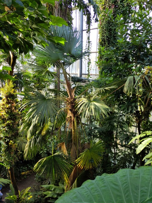 Ich war sehr beeindruckt, wie groß die Gewächshäuser im botanischen Garten Isnabrück sind