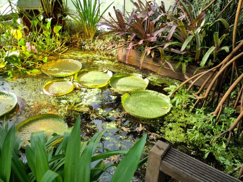 Diese Seerose hat die größten Schwimmblätter von allen