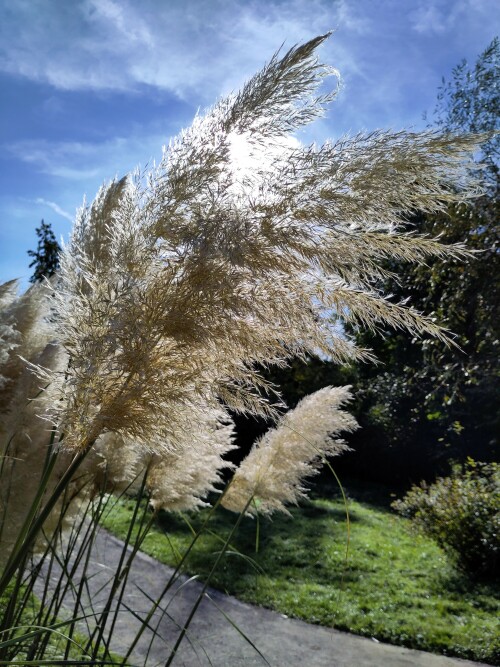 Federleicht wippt dieses Feuchtgras im Wind