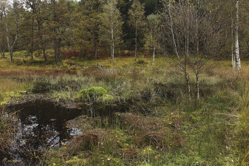 Das NSG Rotes Wasser in herbstlichen Farben, The Red Water Nature Reserve in Autumn Colors

Aufnahmeort:	Odenwald	
Kamera:	Canon	EOS 60D
Objektiv:	Canon 	EF 17-40mm
Stativ, CPL Filter		
		
# 00230

© Alle von mir veröffentlichten Bilder unterliegen dem Urheberrecht und dürfen ohne meine schriftliche Genehmigung nicht verwendet werden.