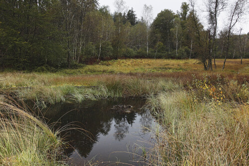 Das NSG Rotes Wasser, The Red Water Nature Reserve in autumn

Aufnahmeort:	Odenwald	
Kamera:	Canon	EOS 60D
Objektiv:	Canon 	EF 17-40mm
Stativ, CPL Filter		
		
# 00232

© Alle von mir veröffentlichten Bilder unterliegen dem Urheberrecht und dürfen ohne meine schriftliche Genehmigung nicht verwendet werden.