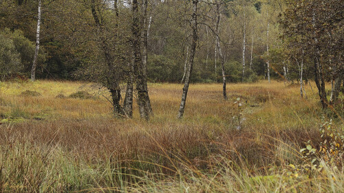 Das NSG Rotes Wasser, The Red Water Nature Reserve in autumn

Aufnahmeort:	Odenwald	
Kamera:	Canon	EOS 60D
Objektiv:	Canon 	EF 50mm
Stativ, CPL Filter		
		
# 00231

© Alle von mir veröffentlichten Bilder unterliegen dem Urheberrecht und dürfen ohne meine schriftliche Genehmigung nicht verwendet werden.