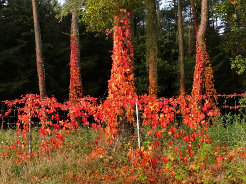 2024 10 15 Waldrand im rotgelben Herbstkleid 6