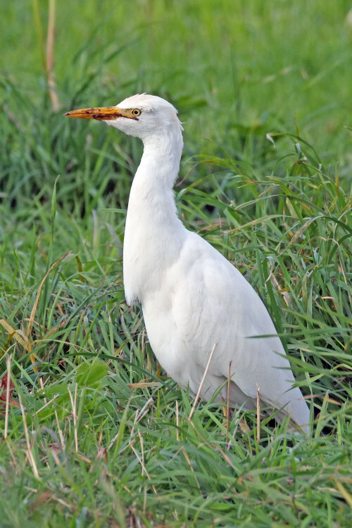 3.4 kuhreiher helgoland