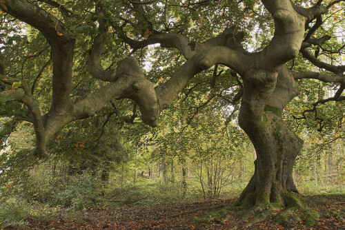 Süntel-Buche, Fagus sylvatica var. suentelensis

Aufnahmeort:	Rheinebene	
Kamera:	Canon	EOS 7D
Objektiv:	Canon 	EF 17-40mm
Stativ, CPL Filter		
		
# 00233

© Alle von mir veröffentlichten Bilder unterliegen dem Urheberrecht und dürfen ohne meine schriftliche Genehmigung nicht verwendet werden.