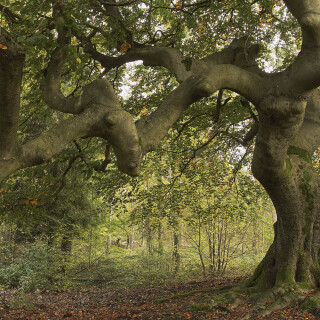 Suentel-Buche_Fagus-sylvatica-var.-suentelensis_20241014_0004-BR1-2-3_HDR-C_Web