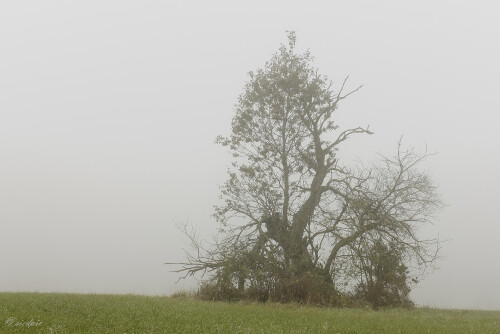 Herbstnebel, Autumn fog

Aufnahmeort:	Odenwald	
Kamera:	Canon	EOS 60D
Objektiv:	Canon 	EF 17-40mm
Stativ, CPL Filter		
		
# 00234

Aufnahmeort:	Rheinebene	
Kamera:	Canon	EOS 60D
Objektiv:	Canon 	EF 17-40mm
Stativ, CPL Filter		
		
# 00234