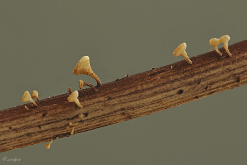 Pilz, Fungi, Mushroom

Aufnahmeort:	Odenwald	
Kamera:	Canon	EOS 60D
Objektiv:	Sigma Makro	150mm
Stativ 		
		
# 00235

© Alle von mir veröffentlichten Bilder unterliegen dem Urheberrecht und dürfen ohne meine schriftliche Genehmigung nicht verwendet werden.