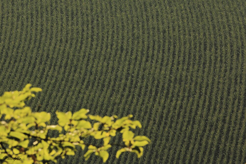 Maisfeld aus der Vogelperspektive, Cornfield from a bird's eye view

Aufnahmeort:	Neckartal	
Kamera:	Canon	EOS 60D
Objektiv:	Canon 	EF 70-200mm
Stativ, CPL Filter		
		
# 00236

© Alle von mir veröffentlichten Bilder unterliegen dem Urheberrecht und dürfen ohne meine schriftliche Genehmigung nicht verwendet werden.