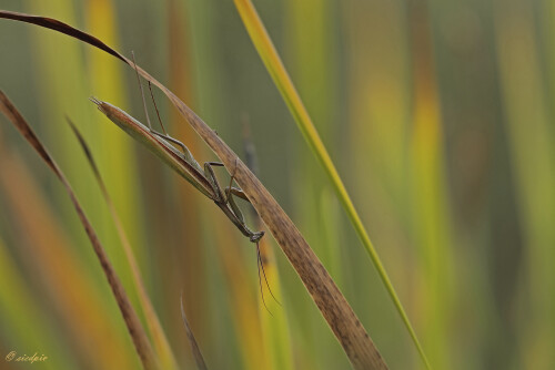 Europaeische-Gottesanbeterin_Mantis-religiosa_20241021_0003_B_Web.jpeg