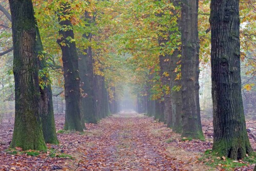 allee im herbstdunst