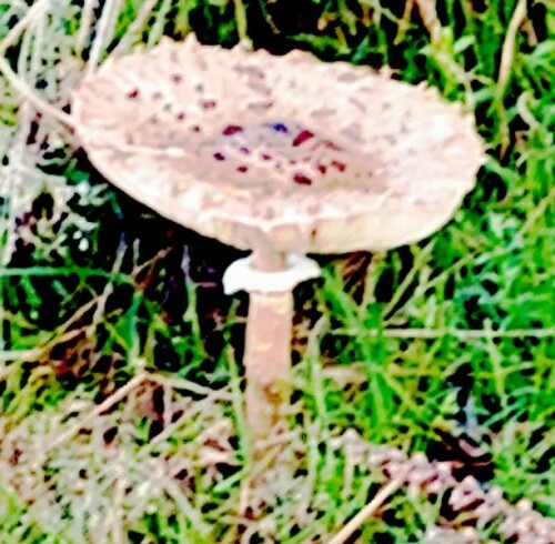 Ein Riesenschirmling bzw. Parasol(Macrolepota procera(Socp. Fr.) Singer) am Rande einer Wiese
am südlichen Rommelsberg