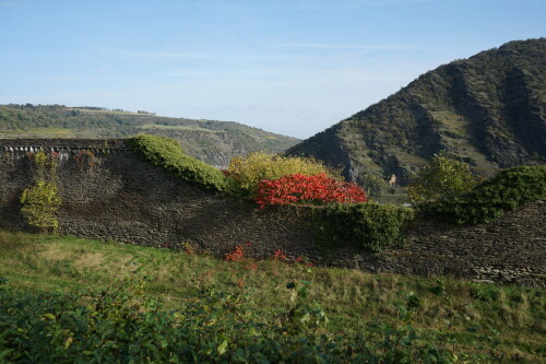 Im Herbst zeigt sich auf der alten Mauerkrone von Oberwesel eine farbige Vegetation