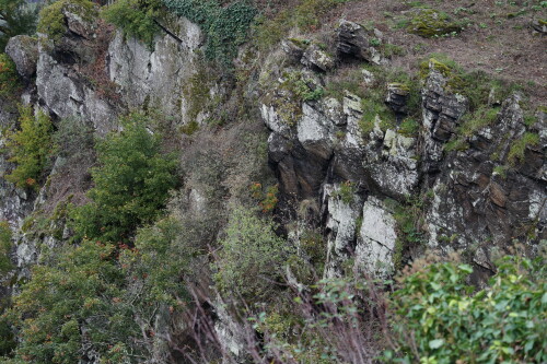 Eine artenreiche Vegetation in Form von Wildkräutern, Sträuchern und Flechten.