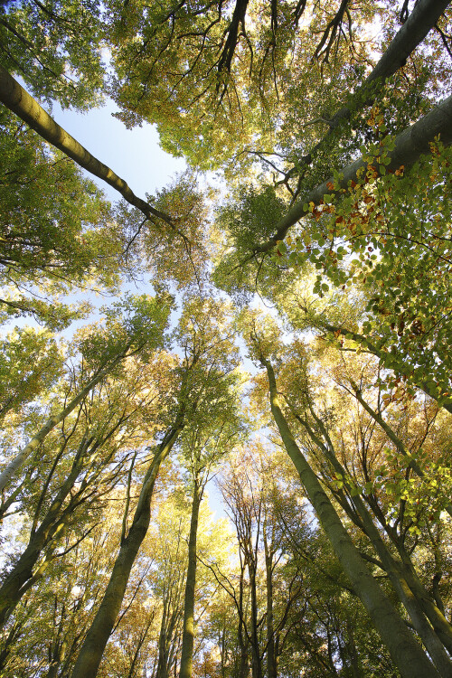 Der Blick zum Himmel, The view to the sky

Aufnahmeort:	Odenwald	
Kamera:	Canon	EOS 6D
Objektiv:	Canon 	EF 17-40mm
Stativ, CPL Filter		
		
# 00241

© Alle von mir veröffentlichten Bilder unterliegen dem Urheberrecht und dürfen ohne meine schriftliche Genehmigung nicht verwendet werden.