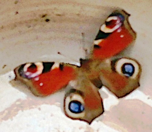K800_TagpfauenaugeInachis-ioL.-1758_upscayl_1x_ultrasharp.jpeg