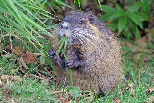 nutria-frisst.jpeg