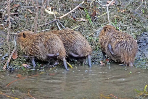 nutrias-beim-synchronkratzen.jpeg