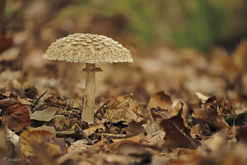 Olivbrauner Safranschirmling, Chlorophyllum olivieri, Shaggy parasol

Aufnahmeort:	Odenwald	
Kamera:	Canon	EOS 6D
Objektiv:	Sigma Makro	150mm
Stativ		
		
# 00246

© Alle von mir veröffentlichten Bilder unterliegen dem Urheberrecht und dürfen ohne meine schriftliche Genehmigung nicht verwendet werden.