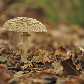 Olivbrauner-Safranschirmling_Chlorophyllum-olivieri_20241027_0001-20_B_Web