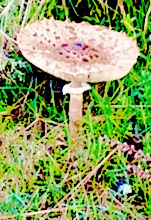 K800_Groser-Riesenschirmling-ParasolMacrolepiota-proceraL.--Fr.-Singer_upscayl_1x_ultrasharp.jpeg