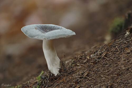 Frauentaeubling_Russula-cyanoxantha_0241029_0001-31_B_Web.jpeg