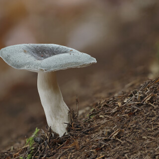 Frauentaeubling_Russula-cyanoxantha_0241029_0001-31_B_Web