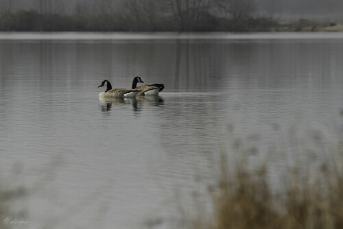 Kanadagans_Branta-canadensis_20150324_0012_B_1_Web.jpeg