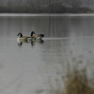 Kanadagans_Branta-canadensis_20150324_0012_B_1_Web