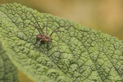 Weberknecht_Opiliones_20241031_0002_B_Web.jpeg