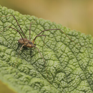 Weberknecht_Opiliones_20241031_0002_B_Web