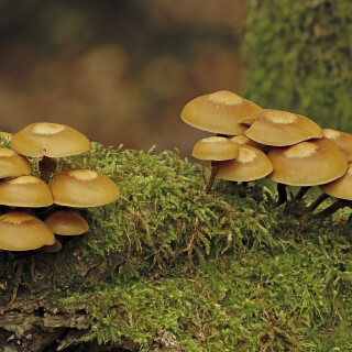 Stockschwaemmchen_Kuehneromyces-mutabilis_20241031_0001-27_B_Web