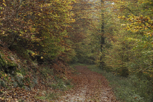 Waldweg-bei-Fraenkisch-Crumbach_20241106_0006_B_Web.jpeg