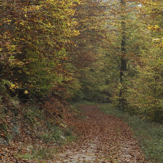 Waldweg-bei-Fraenkisch-Crumbach_20241106_0006_B_Web