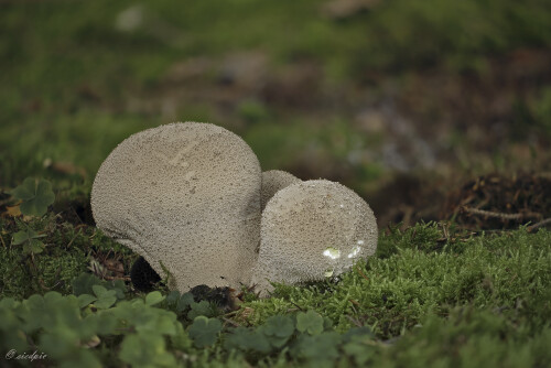 Flaschenstaeubling_Lycoperdon-perlatum_20241029_0001-34_B_Web.jpeg