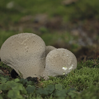 Flaschenstaeubling_Lycoperdon-perlatum_20241029_0001-34_B_Web