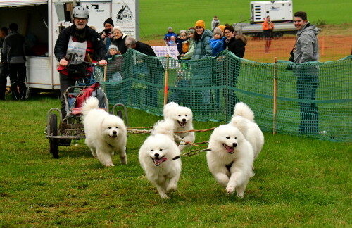 2024-11-02-Schlittenhundewagenrennen-9.jpeg